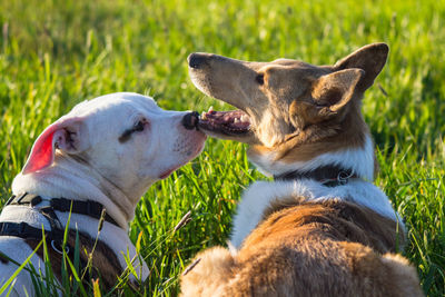 View of two dogs on field