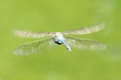 Close-up of insect on green leaf