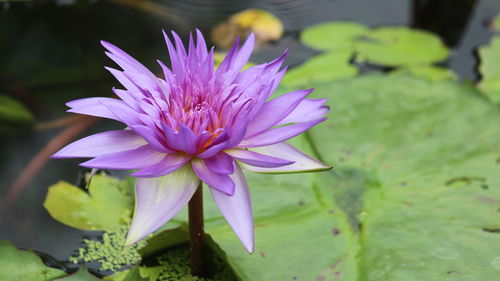 Close-up of flower blooming outdoors