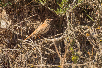 Bird perching on a tree