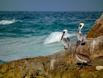Three pelicans perching on rocks next to sea. 