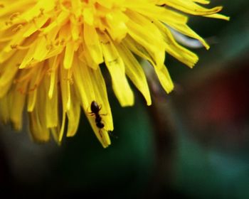 Close-up of bee pollinating on yellow flower