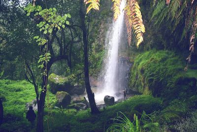 Scenic view of waterfall in forest