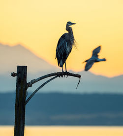 Close-up of bird perching on branch against sky