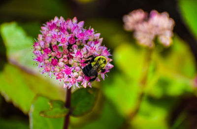 Close-up of bee pollinating on pink flower