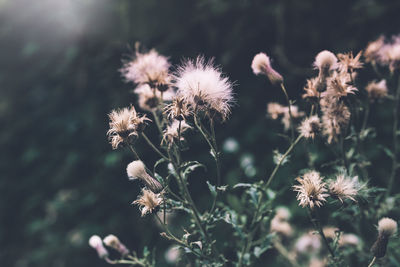 Close-up of thistle flowers