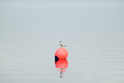 Bird in a lake