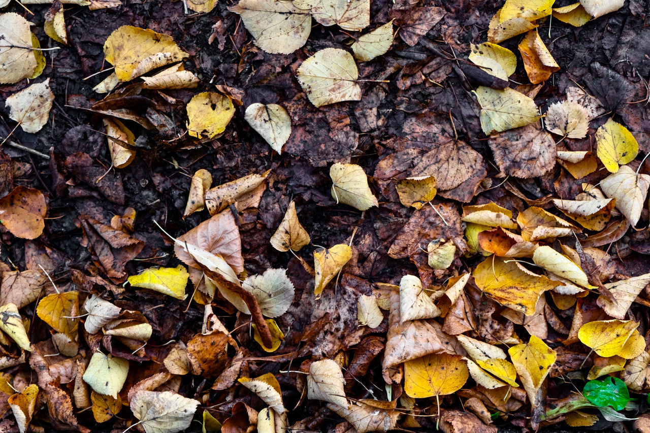 FULL FRAME SHOT OF DRY AUTUMN LEAVES ON FALLEN