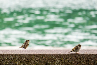 Two sparrows on fence against sea