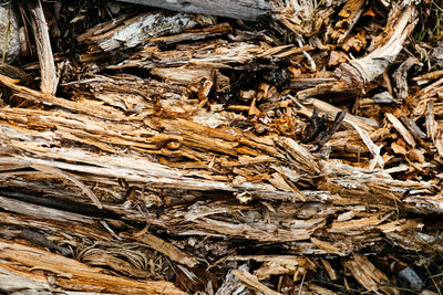 Close-up of tree trunk