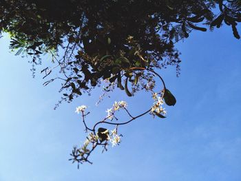 Low angle view of cherry blossoms against sky