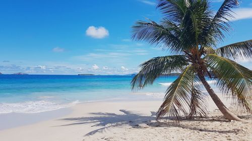 Palm tree by sea against sky