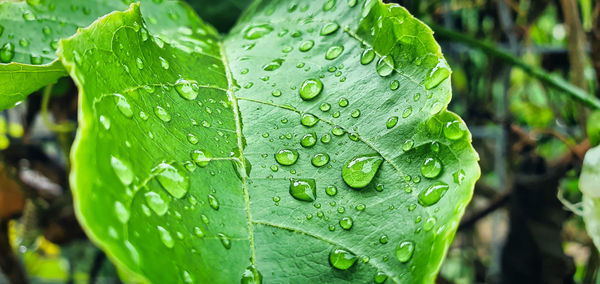 Close-up of raindrops on leaves