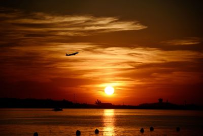 Bird flying over sea at sunset