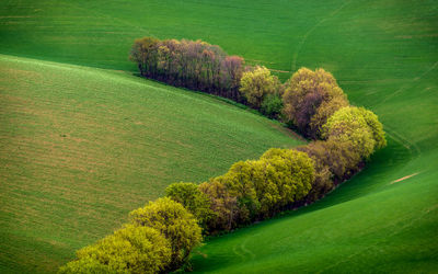 High angle view of trees on field