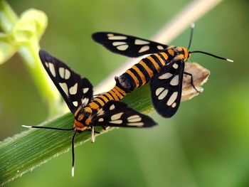 Close-up of butterfly on leaf