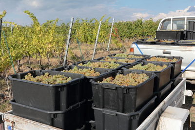 Harvested grapes are prepated for transportation in boxes at the vineyard.