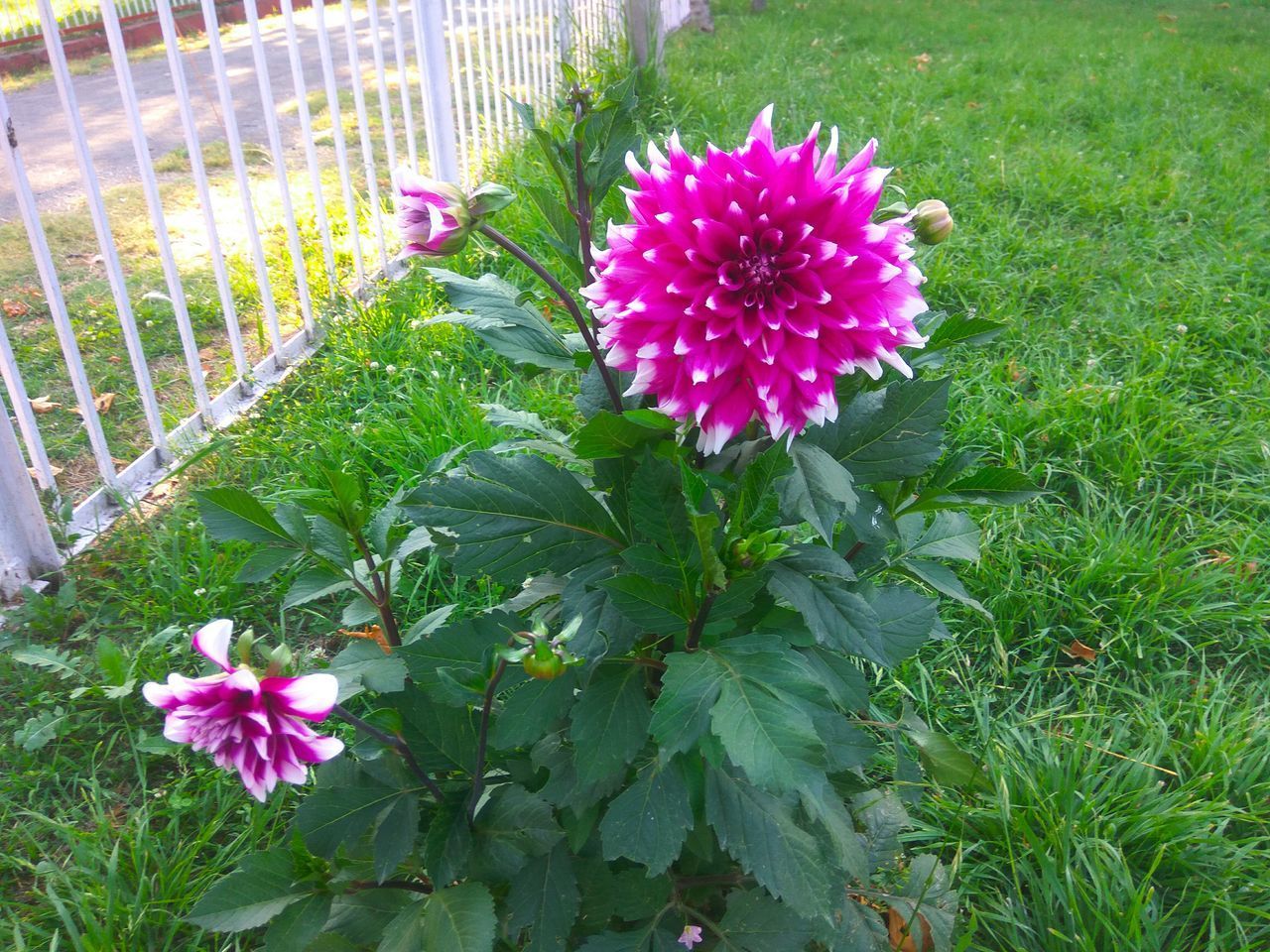 CLOSE-UP OF PINK FLOWER ON PLANT