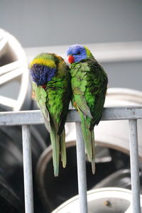 Close-up of parrot perching on branch