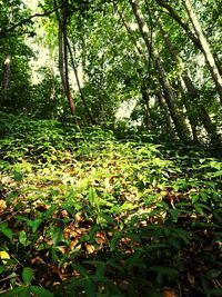 Trees in forest