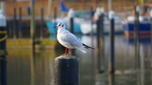 bird