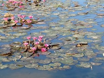 Pink water lily in lake