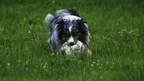 Dog lying on grass