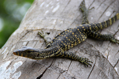 Close-up of varanus macraei on wood