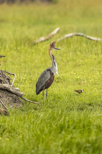 Bird perching on grass