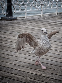 Close-up of birds on wood