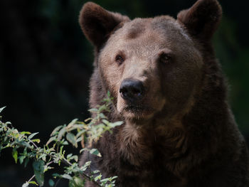 Portrait of a brown bear in the forest