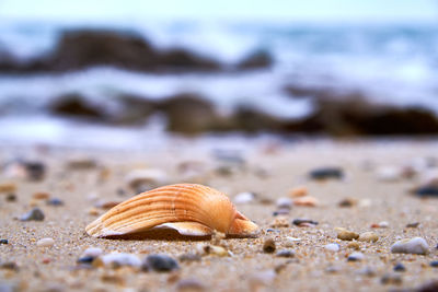 Close-up of seashell on beach