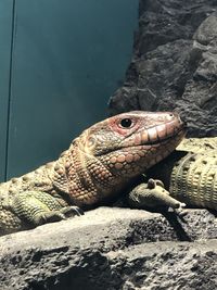 Close-up of lizard on rock