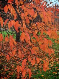 Leaves on tree trunk