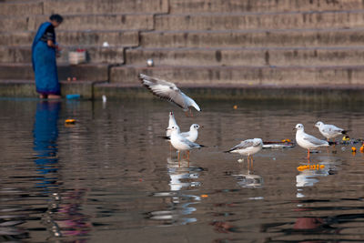 Birds in water