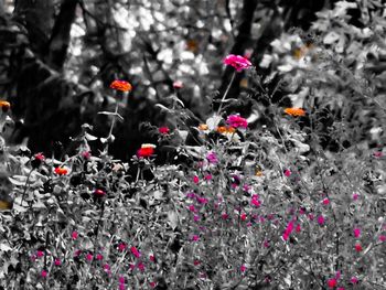 Close-up of flowers growing outdoors