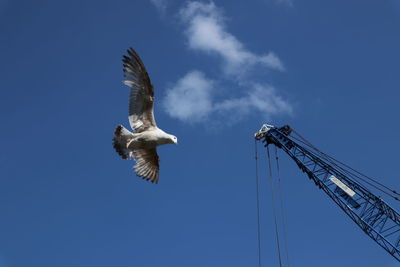 Low angle view of seagulls flying against sky