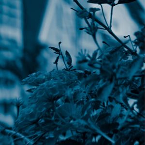 Close-up of flowering plant