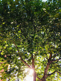 Low angle view of sunlight streaming through tree in forest