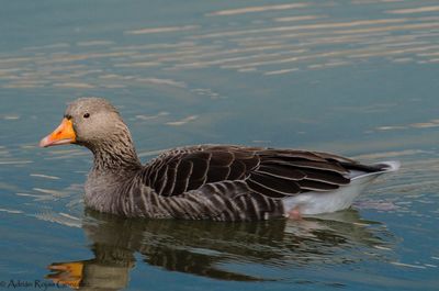 Close-up of duck swimming in lake