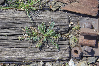 High angle view of boardwalk amidst plants