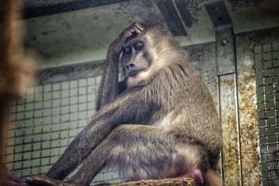 Close-up of monkey sitting outdoors