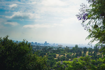 Trees and plants growing in city against sky