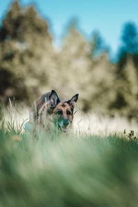 Close-up of dog on field