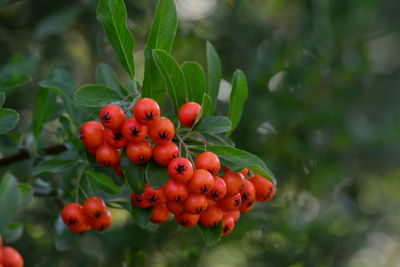 Close-up of red berries growing on tree