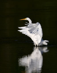 Egret over water at night