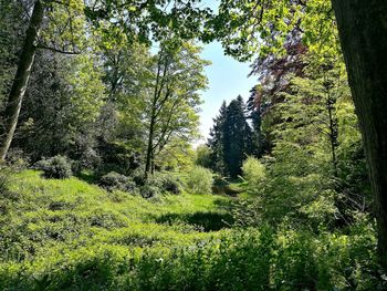 Trees growing in forest