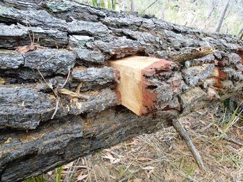 High angle view of mushrooms growing on tree trunk