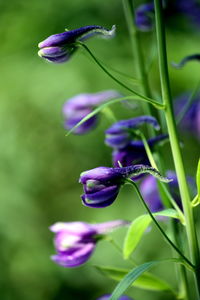 Close-up of purple flowers blooming in park