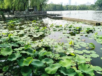 Water lily in lake